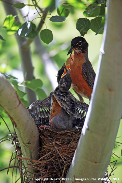Mother Robin feeding her young
