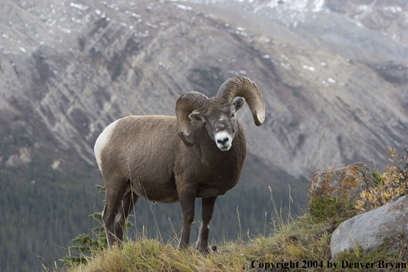 Rocky Mountain bighorn sheep (ram).