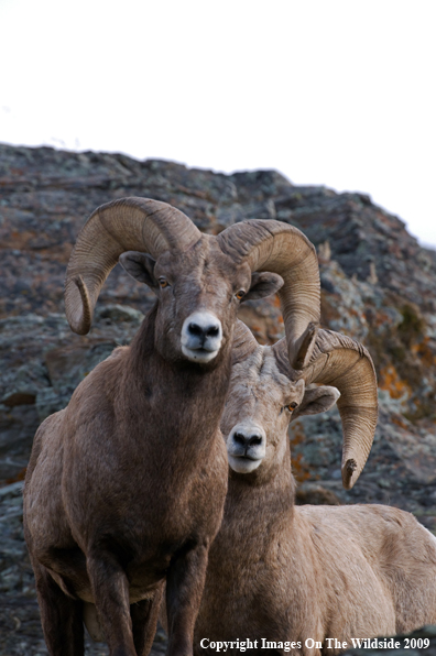 Rocky Mountain Bighorn Sheep