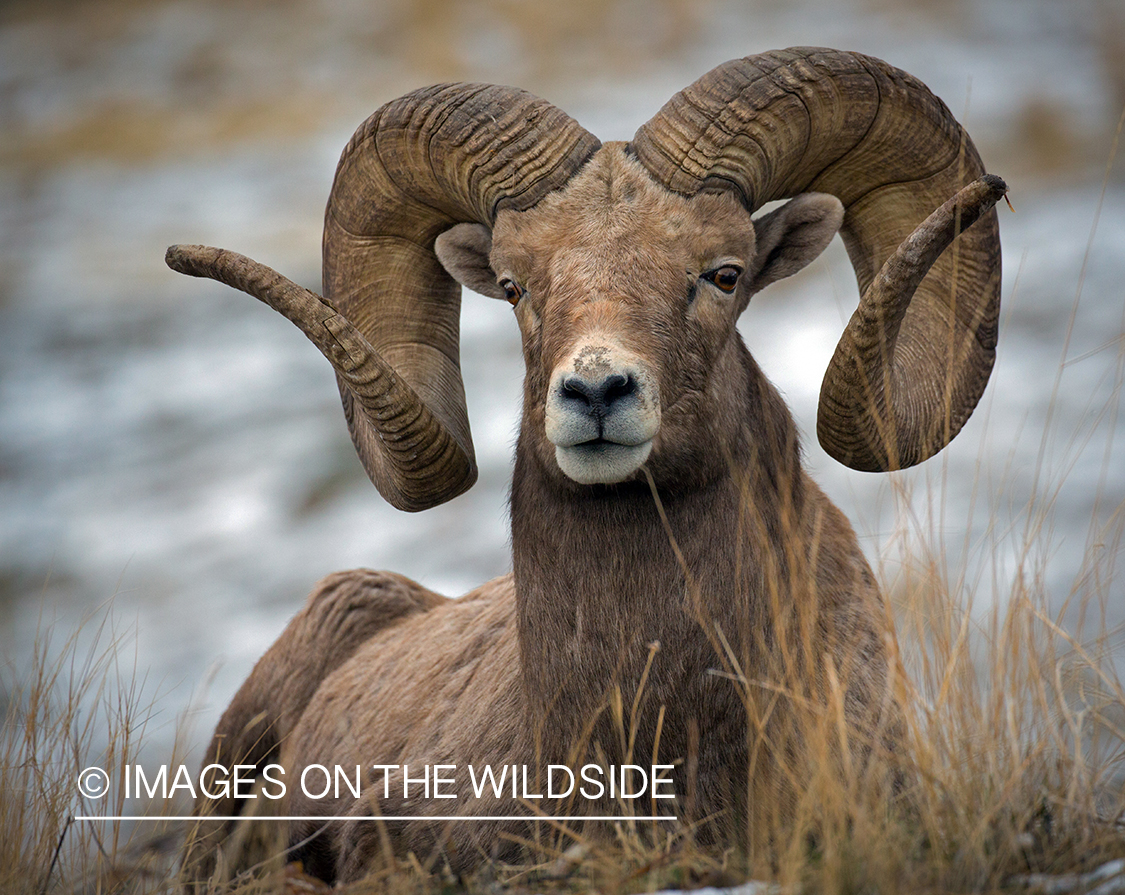 Bighorn sheep ram in habitat.