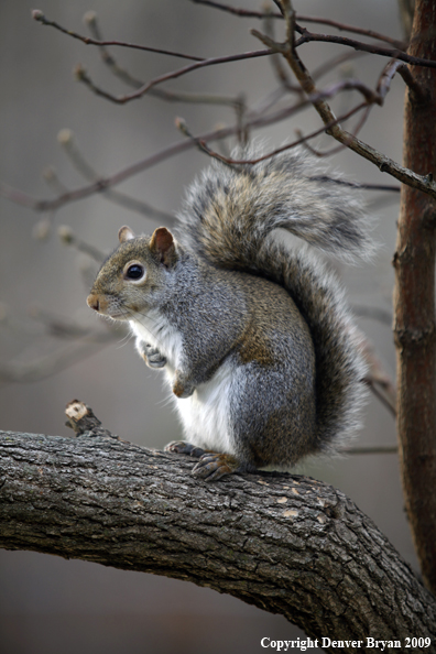 Gray squirrel in habitat.