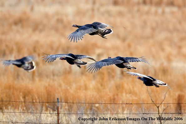 Rio Grande Turkeys in habitat. 