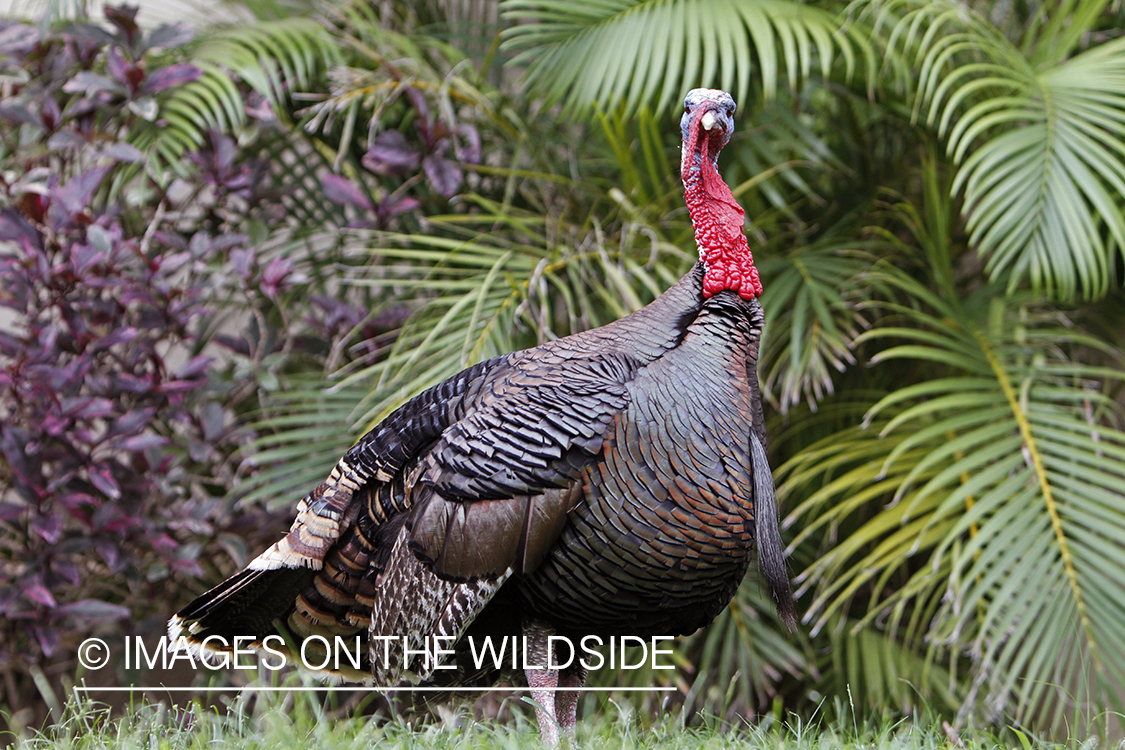 Osceola Turkey in habitat.