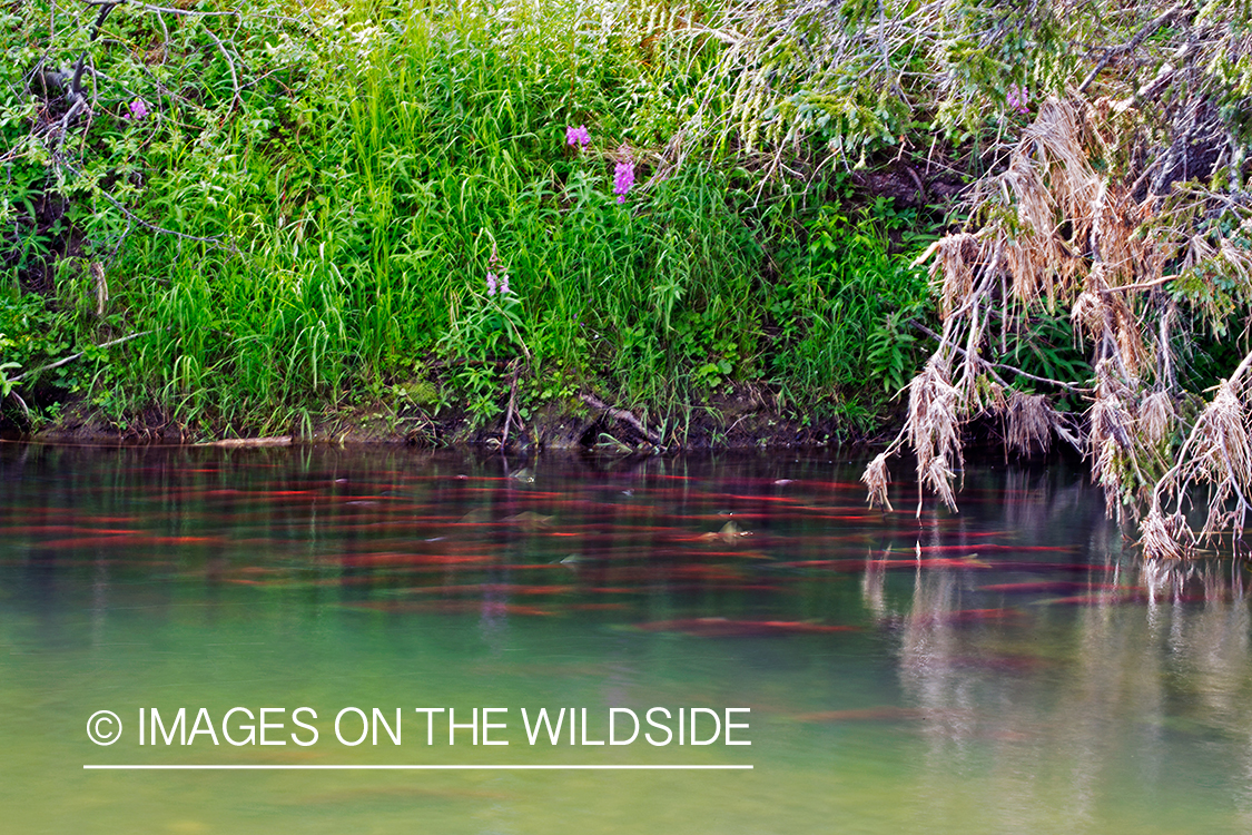 Alaskan Sockeye Salmon