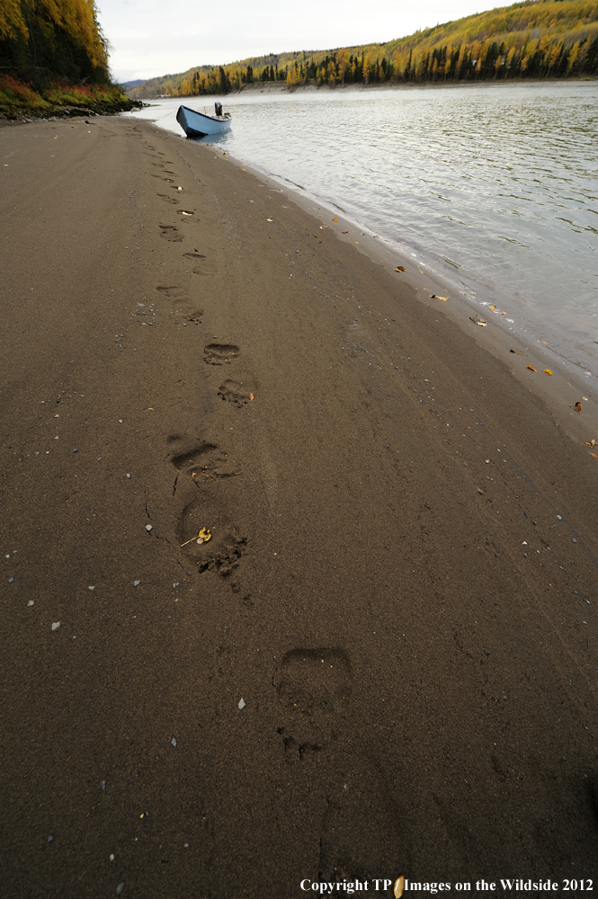 Bear tracks at Skeena River, British Columbia. 
