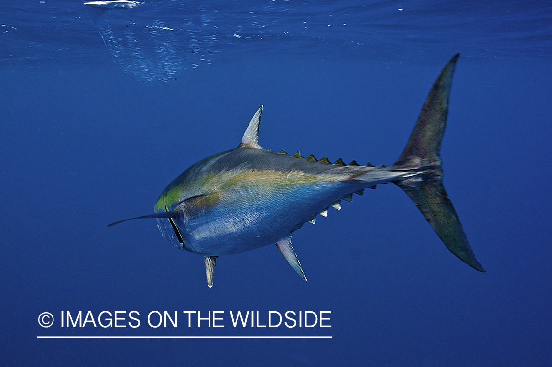 Deep sea fisherman with tuna on line.