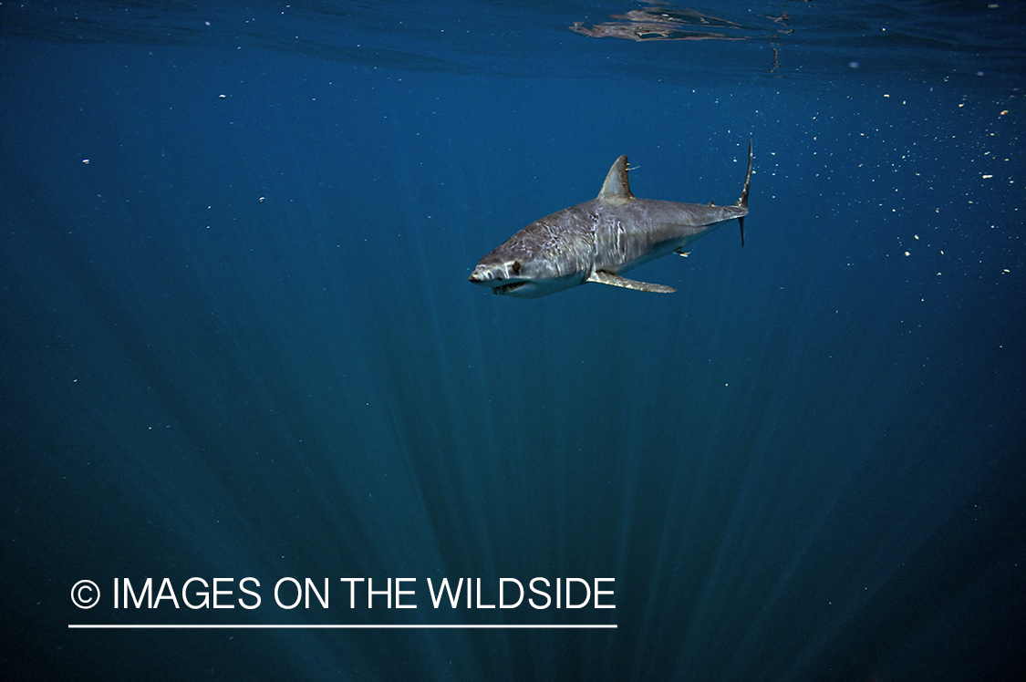 Shark in deep sea waters. 