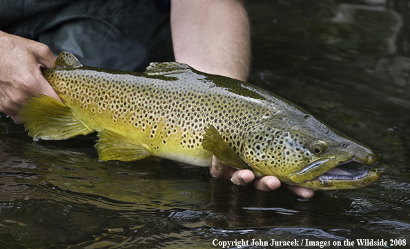 Large Brown Trout