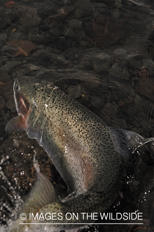 Rainbow Trout