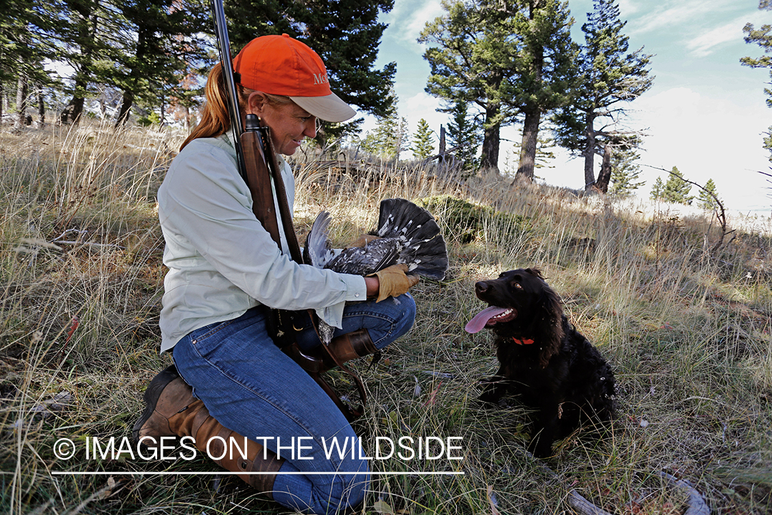 Boykin Spaniel retrieving Dusky (mountain) grouse for upland game bird hunter. 