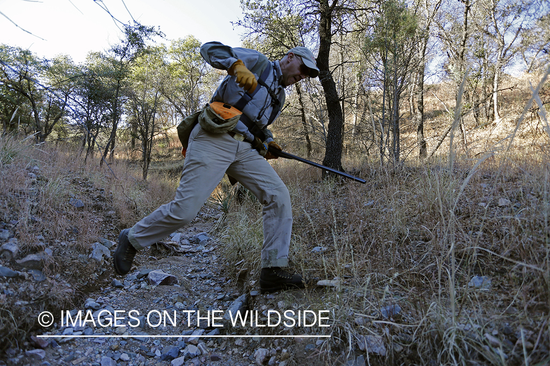 Upland game bird hunter jumping dry creek bed.
