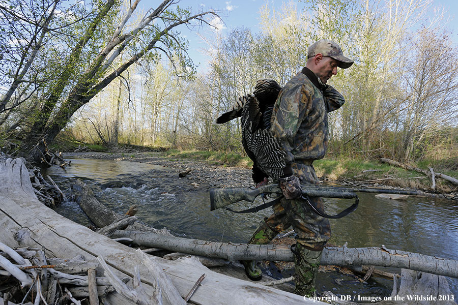 Turkey hunter in field with bagged turkey.