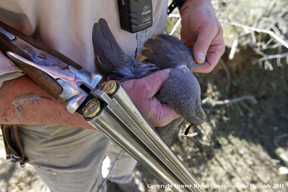 Upland game bird hunter with bagged Gambel's Quail in Arizona.