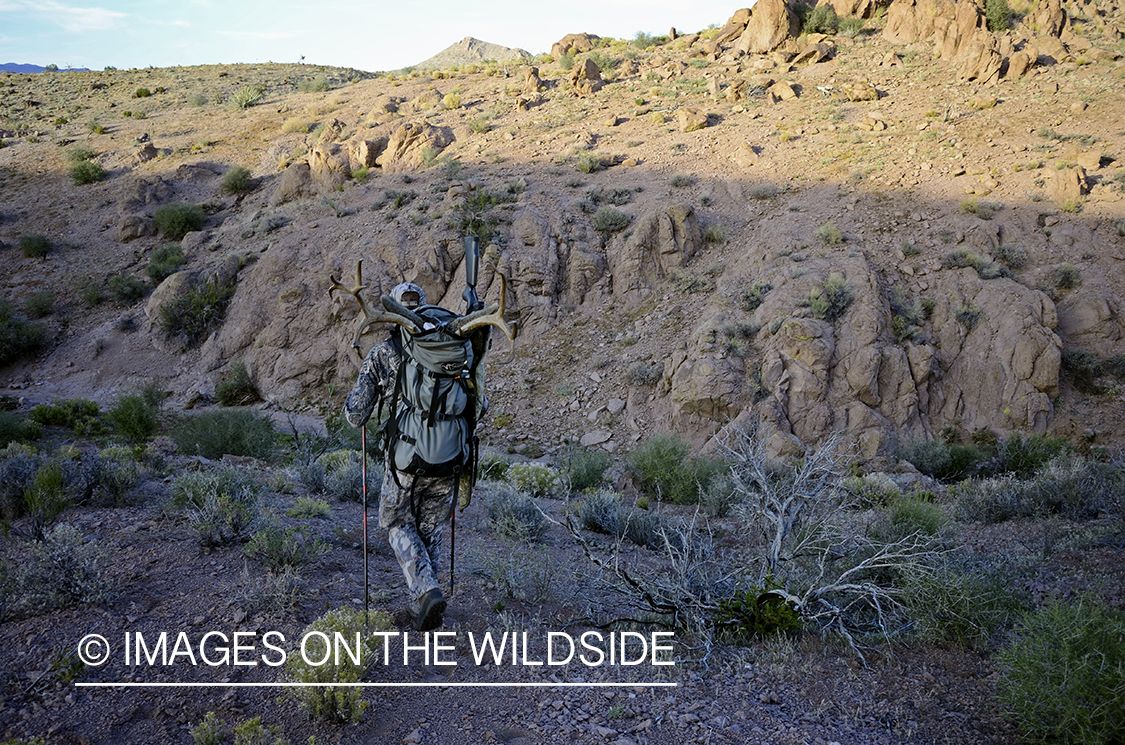 Hunter with bagged mule deer.