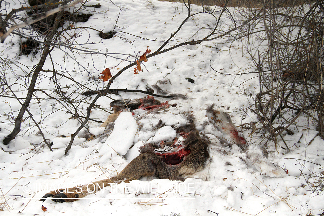 Mule deer killed by mountain lion.