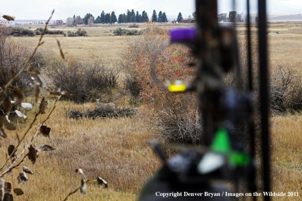 Bowhunter aiming at deer in field