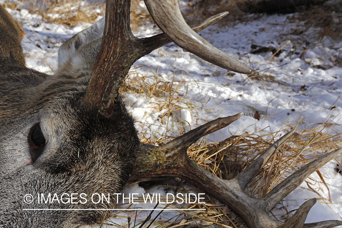 Close-up of downed white-tailed buck in field.