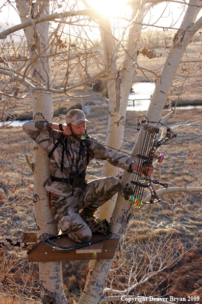 Bowhunter aiming bow from tree stand.