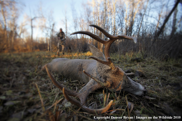 Bowhunter approaching whitetail buck. (Original image # 11049-015.85D)