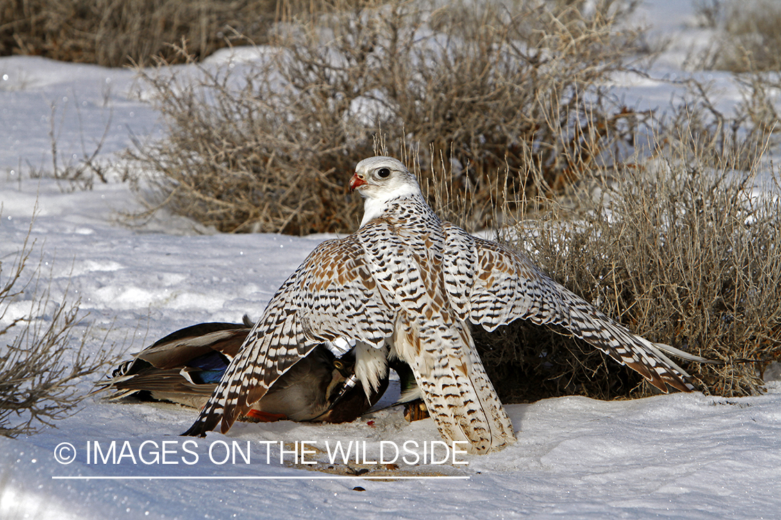 Gyr falcon on mallard.
