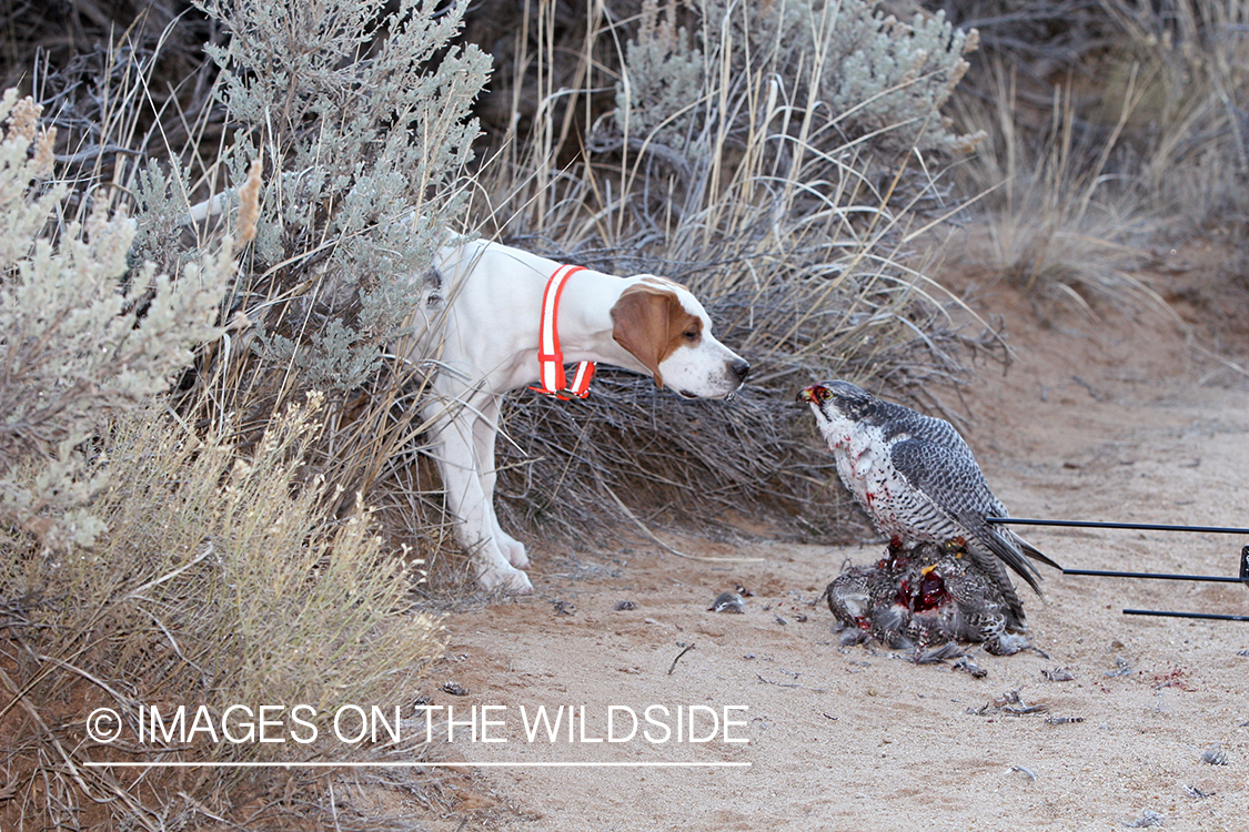 English Pointer on point with falcon on kill.