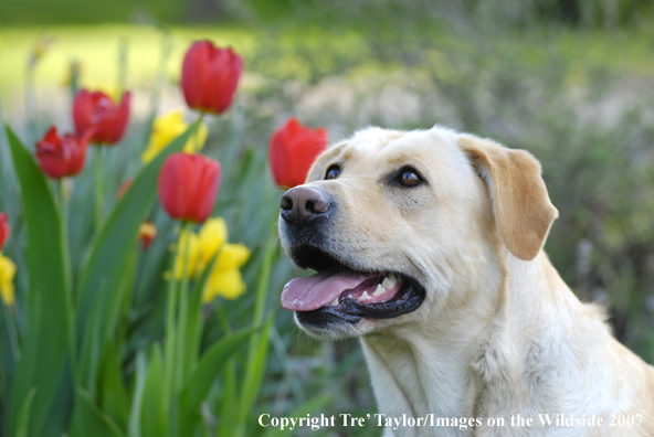 Yellow Labrador Retriever