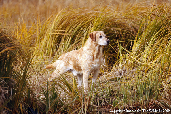 Yellow Labrador Retriever