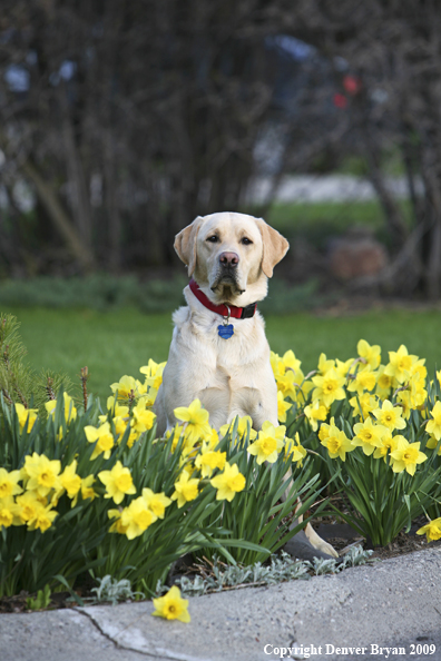 Yellow Labrador Retriever in yard