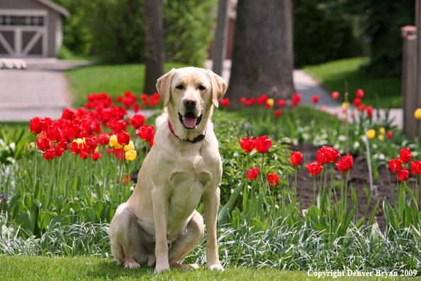 Yellow Labrador Retriever by flowers