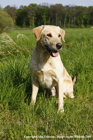 Yellow Labrador Retriever in field