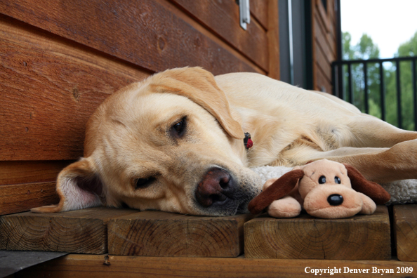 Yellow Labrador Retriever on deck with stuffed toy