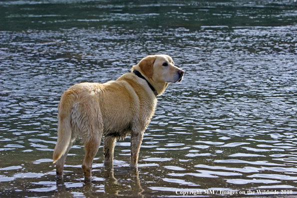 Yellow Labrador Retriever