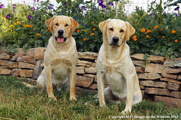 Yellow Labrador Retrievers.