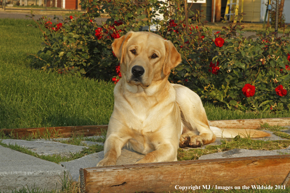 Yellow Labrador Retriever.