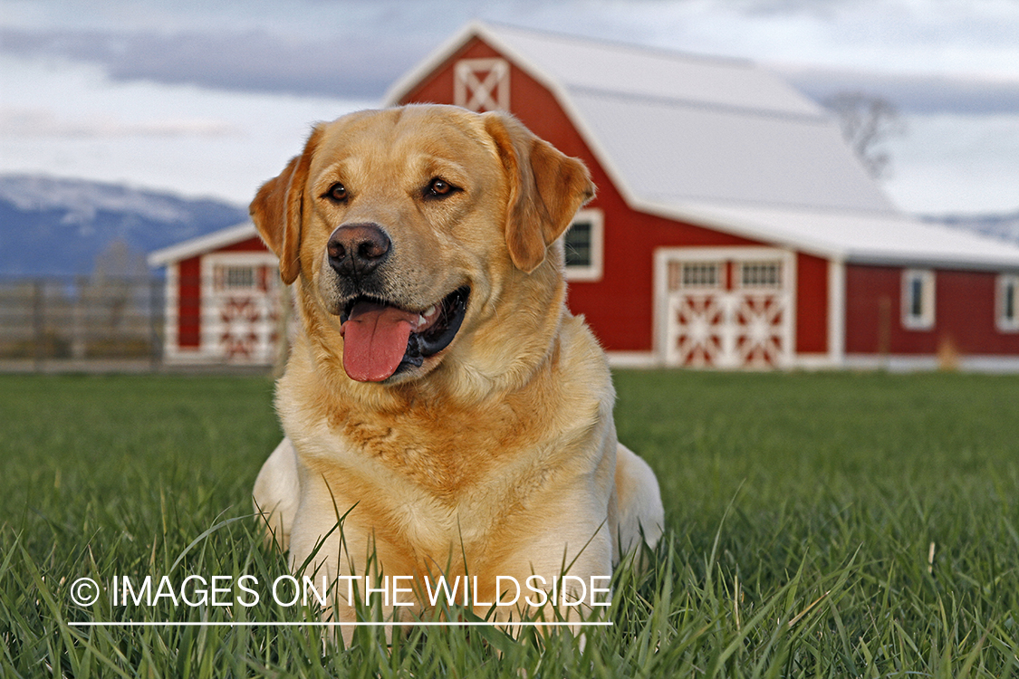 Yellow Labrador Retriever