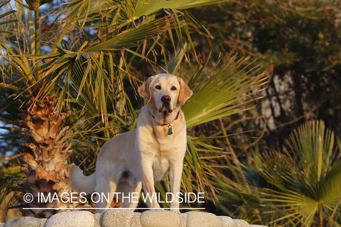 Yellow Lab in Mexico.