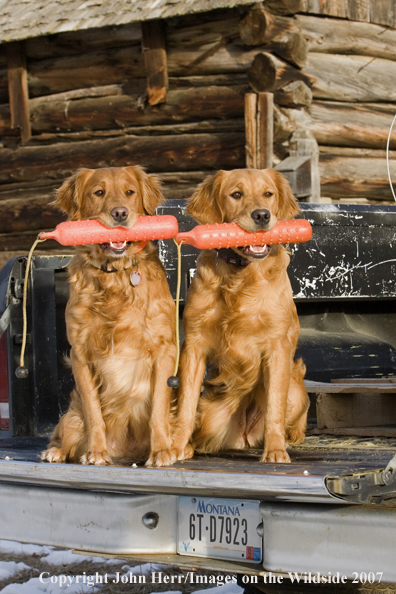 Golden Retrievers