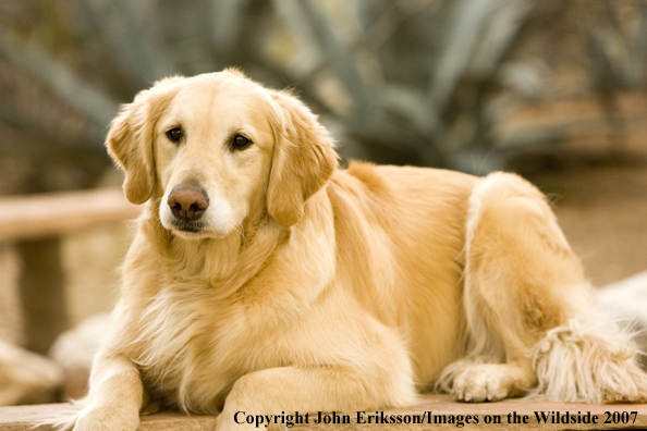 Golden Retriever 