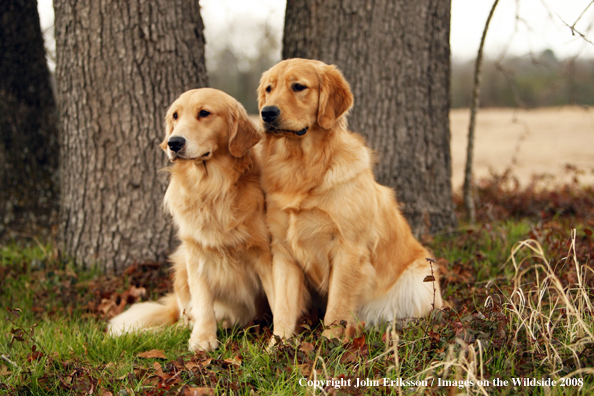 Golden Retrievers