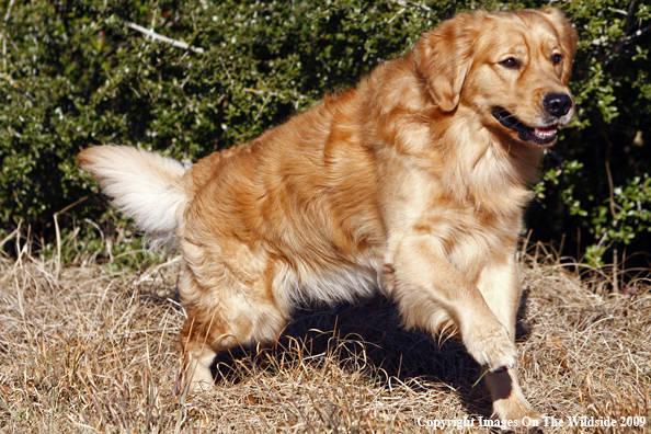 Golden Retriever
