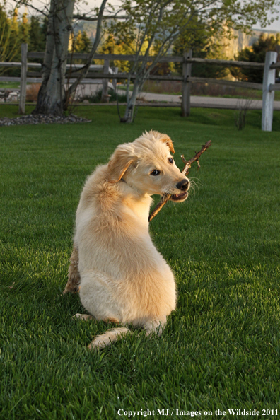 Golden Retriever Puppy.