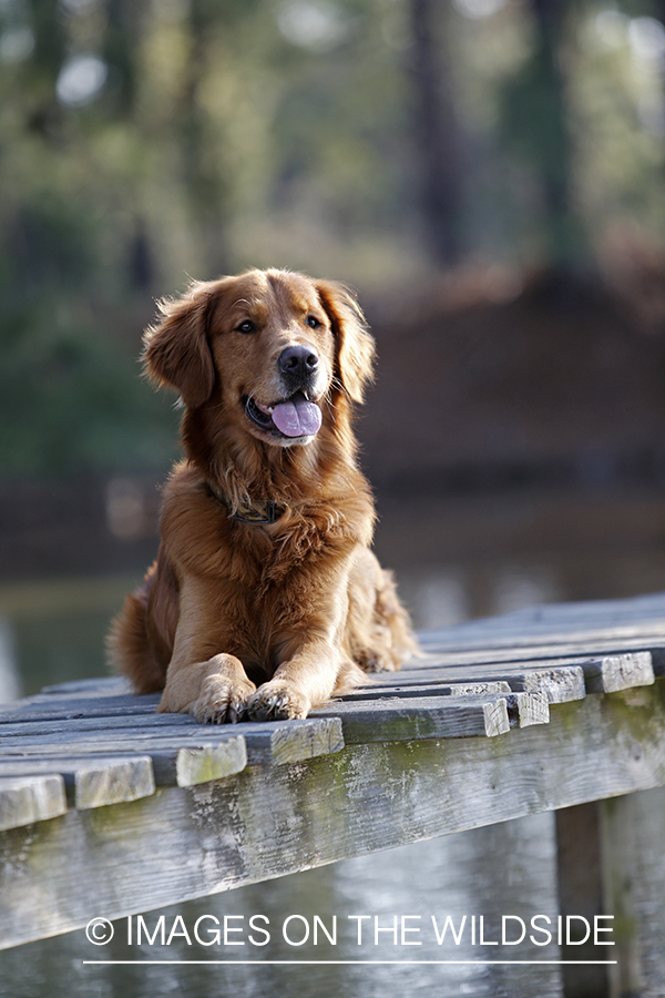 Golden Retriever