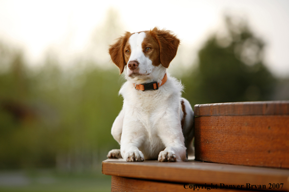 Brittany Spaniel