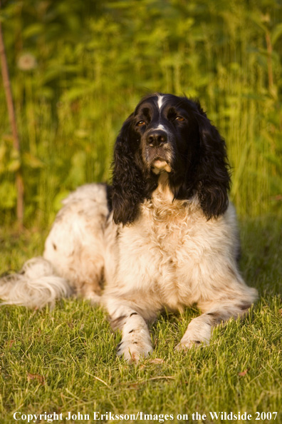 Springer Spaniel