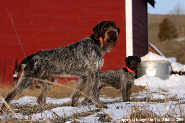 German Wirehair Pointers in field