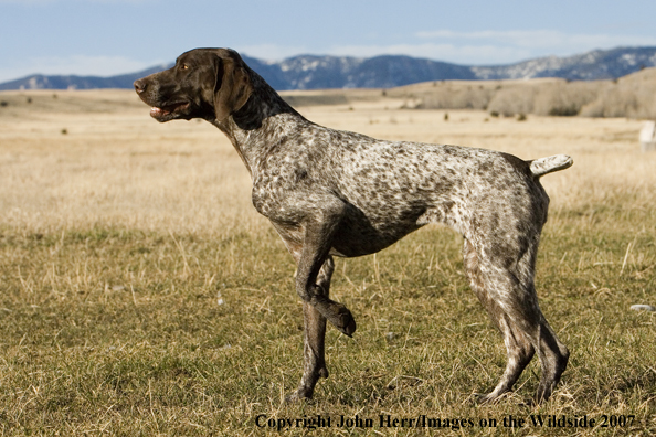 German Shorthair