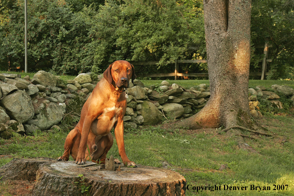 Rhodesian Ridgeback
