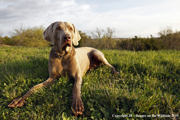 Weimaraner in field