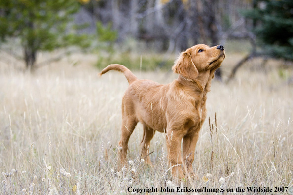 Golden Retriever puppy