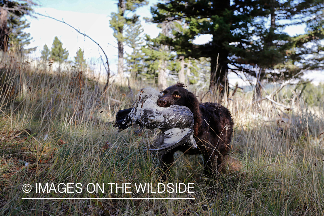 Boykin Spaniel retrieving Dusky (mountain) grouse.